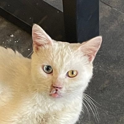 irfankhls_'s profile picture. huangdi