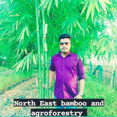 North East bamboo and agroforestry only bamboo farming and bamboo nursery development