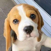 Beagle Community(@BeagleOwners) 's Twitter Profile Photo