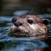 Otter lover zone (@Adorable_Otter_) Twitter profile photo