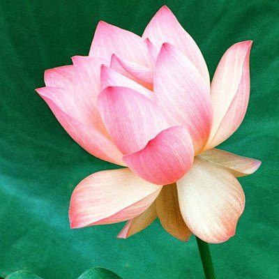 LBaban14526's profile picture. 