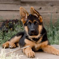 German Shepherd(@german_shep9039) 's Twitter Profile Photo