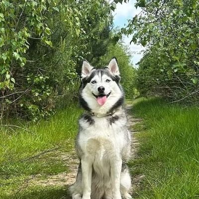 Welcome to the husky Community
Follow us: @Husky_nations for Daily sharing happiness 😊
This page is dedicated for all #husky Owners & Lovers