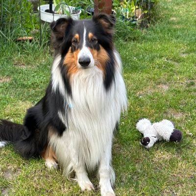 Schulgedöns & Förderschuldings, tierlieb, die mit dem Therapiehund+Rudel geht. privat hier unterwegs/ no Porno Sides, no AFD werden sofort geblockt!! I