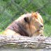 Mors Kotik 🦭🦭🦭🦭🦭 (@pantheraleodeus) Twitter profile photo Mors Kotik 🦭🦭🦭🦭🦭 (@pantheraleodeus) Twitter profile photo