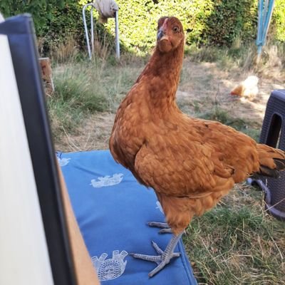 OpoeWedersmeer's profile picture. 