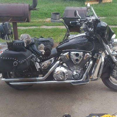 motornut876729's profile picture. 