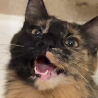 Meg (@mejgiey) 's Twitter Profile Photo