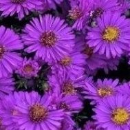 MarinaMISSIER's profile picture. Je ne suis qu’un petit rien qui fait partie d’un grand Tout
 ------------------------------------
Je suis né pour partager l'amour et non la haine.   
Sophocle