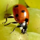 Cellar365's profile picture. Putting a bug in your ear. Oregon wines of distinction.Winery direct buying from Eola Hills Wine Cellars. Everyday wines and reserve selections you can afford.