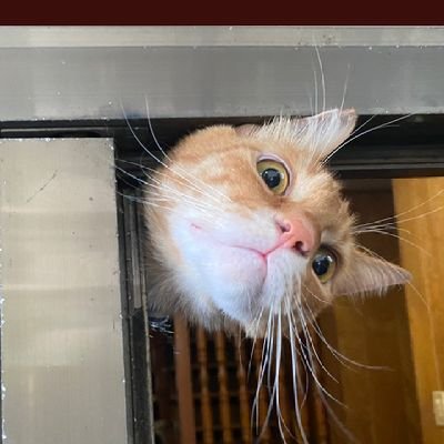 nyancocoro's profile picture. 