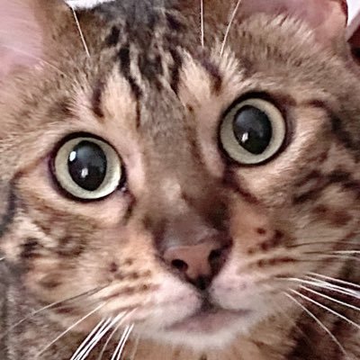 2020年3/21生まれの♂です🐾無言F/R/B失礼します🐾 #猫伝染性腹膜炎 (#FIP )2021.1.15寛解🐾クラウドファンディングのご支援ありがとうございました 🐾OL旅行好き姉とドラクエ好き絵描き妹の姉妹で運営中🐾2023年7月現在5kg!ฅ(ↀᴥↀ)ฅ元気すぎる👍🏻無事3歳になりました!