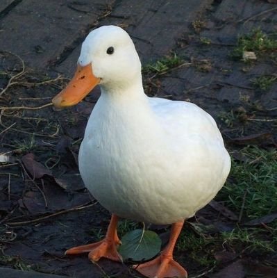 duckさんのプロフィール画像