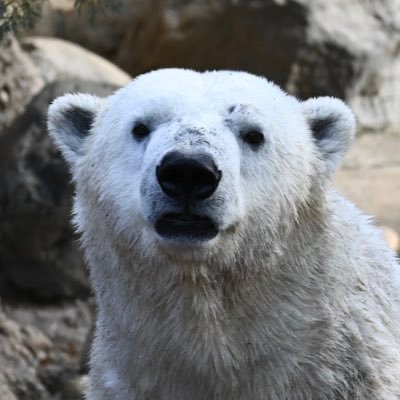 いきもののお仕事する人 休日は各地の園館へいきものを求めてふらりフラリ 時々ゆず 写真の無断転載はやめてね Reproduction of photos and videos I posted without permission is prohibited.