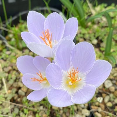 crocus_alba's profile picture. 