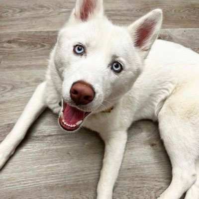 🐺2-year-old Siberian Husky. ☀️Living in Florida with @veroicone. ✨Named after Piper from Charmed. Daily photos, mostly.