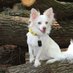 chihuahuaofficials (@chihuahuaus) Twitter profile photo chihuahuaofficials (@chihuahuaus) Twitter profile photo