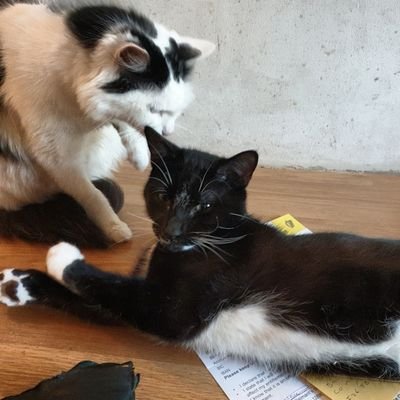 We are Bella and Nero🥰 Both rescue cats!

We love to see all these cute pics from ourselves and animal friends