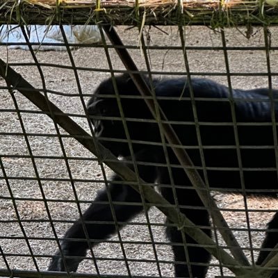 thomaspleasance's profile picture. Principal Software Engineer