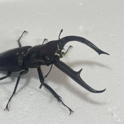 宇佐市で趣味の範囲でクワカブ飼育してます 初心者なので、色々な方のツイートを参考にさせて貰ってます
