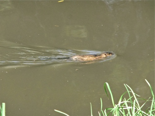 Just another Muskrat looking for a good time....and New Paltz is where its at