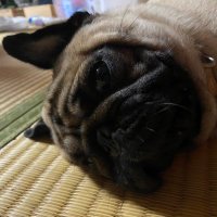 アレキサンド (@littledemonsama) 's Twitter Profile