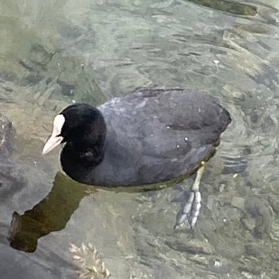 HiCharlesW's profile picture. Engineer in HAUV.
Quantum Physicist by training.
Business owner loading.