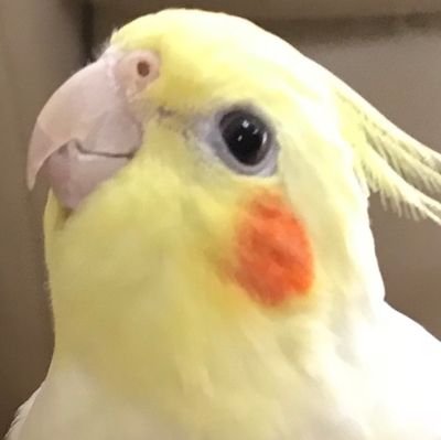 CdORrb5AQKFVLzh's profile picture. 可愛い19才の娘がおります。