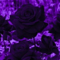 OLUWADARASEMINIKAN 💜 (@daraseminikan) Twitter profile photo