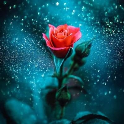 aliosman699's profile picture. 