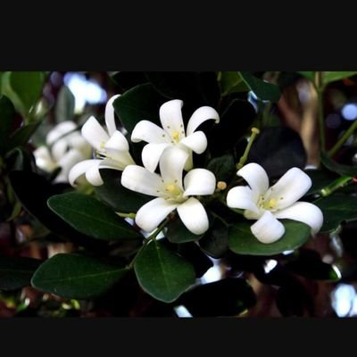 ysmn_ezheran's profile picture. Her savaş kazanmaya değmez...