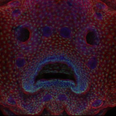 escuret's profile picture. 