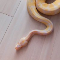 れお🐍 (@leo_pyregius) 's Twitter Profile