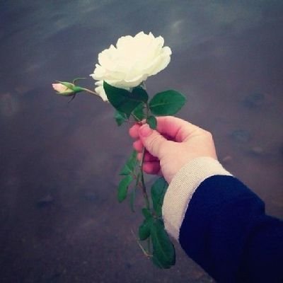 frehahtmj's profile picture. الاعتذار لا يعني الضعف، لكنه دليل على رقيّك… إن وُضع في مكانه.