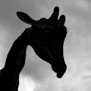 浅葱🦒さんのプロフィール画像