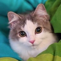 ねこのジル❁サイベリアン (@siberian_gilles) 's Twitter Profile Photo