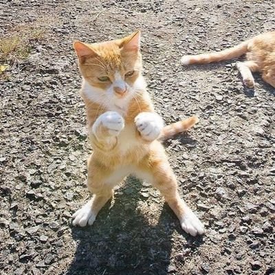 Gatos are life
Just vibing