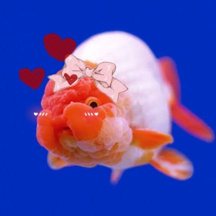 Call me O 🐡さんのプロフィール画像