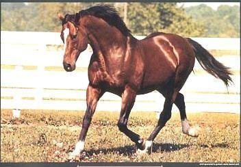 Great -- some even say THE -- greatest Thoroughbred stallion of the 20th Century,