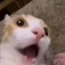 alca (@alcacho_uwu) Twitter profile photo alca (@alcacho_uwu) Twitter profile photo