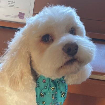 Claireybow11's profile picture. Yorkshire nomad