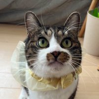 猫家族 (@nyanko_kazoku) 's Twitter Profile Photo 猫家族 (@nyanko_kazoku) 's Twitter Profile Photo