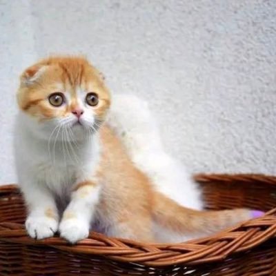 CFourbert's profile picture. 