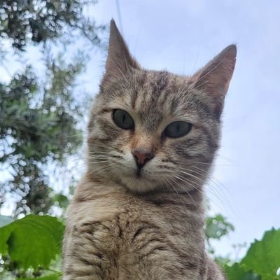 shapshikcat's profile picture. Only cats (pls follow back thank u)

All photos are taken by me 📸