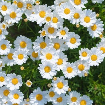 Anis_illy_'s profile picture. Nothing special