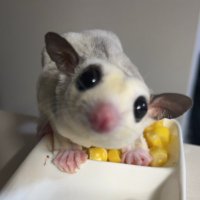 その辺の石 (@howling3586578) 's Twitter Profile