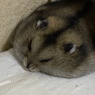 こんちわ、ハムスターが大好きで猫も大好きな人です。バウンティのガチャ信じられないぐらい運ないです、夜露死苦