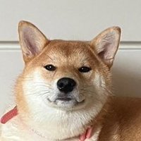 yomo_🐕🦆 (@yomomoyo06) 's Twitter Profile Photo yomo_🐕🦆 (@yomomoyo06) 's Twitter Profile Photo