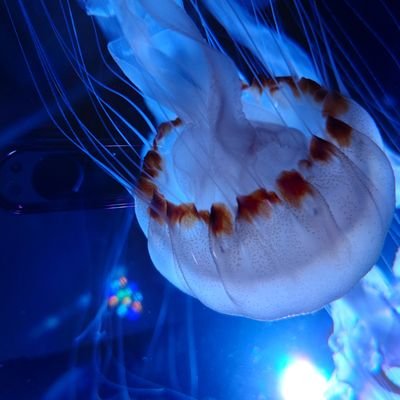 Nさんのプロフィール画像