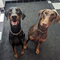 Watson and (@thedobermanns) 's Twitter Profile